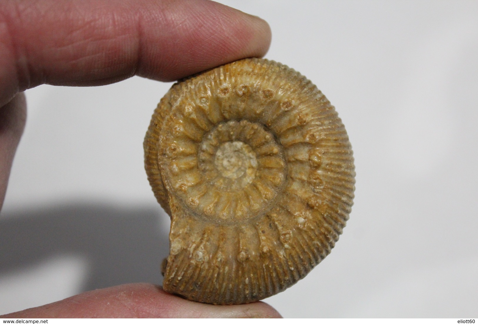 Ammonite Cadomites Bajocien Jurassique Moyen Calvados Normandie 14 Fossile - Fossiles