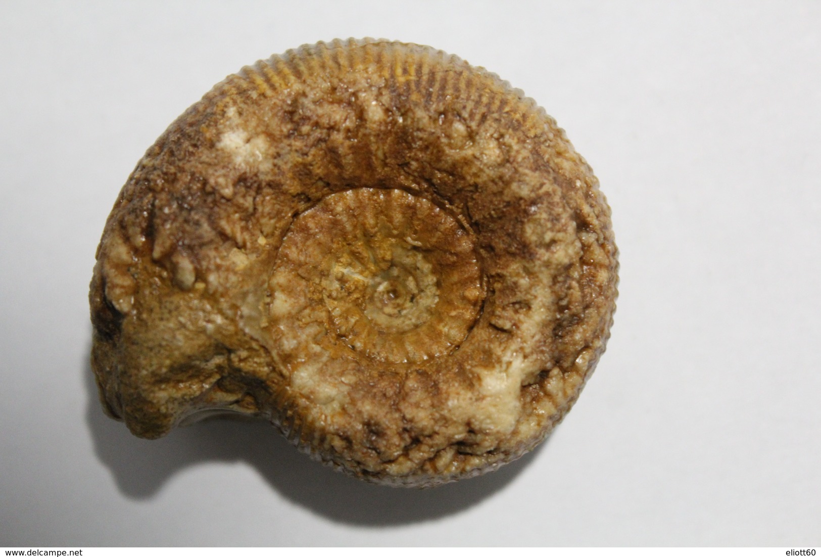 Ammonite Cadomites Bajocien Jurassique Moyen Calvados Normandie 14 Fossile - Fossiles