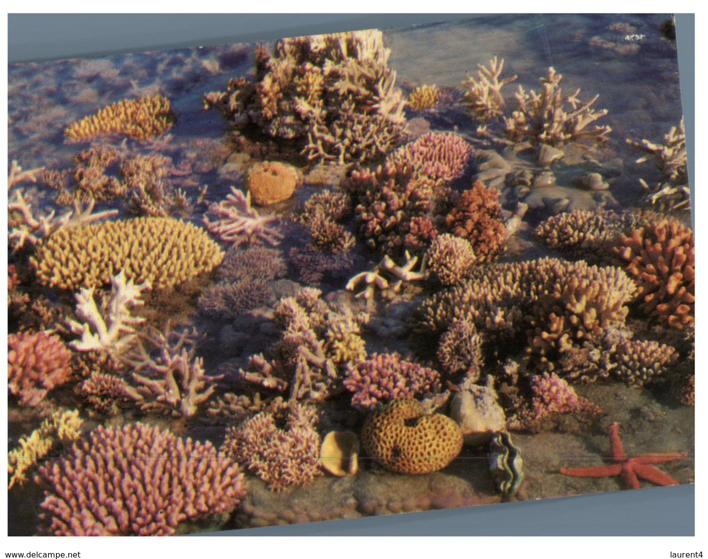 (333) Australia - QLD - Great Barrier Reef Corals - Great Barrier Reef