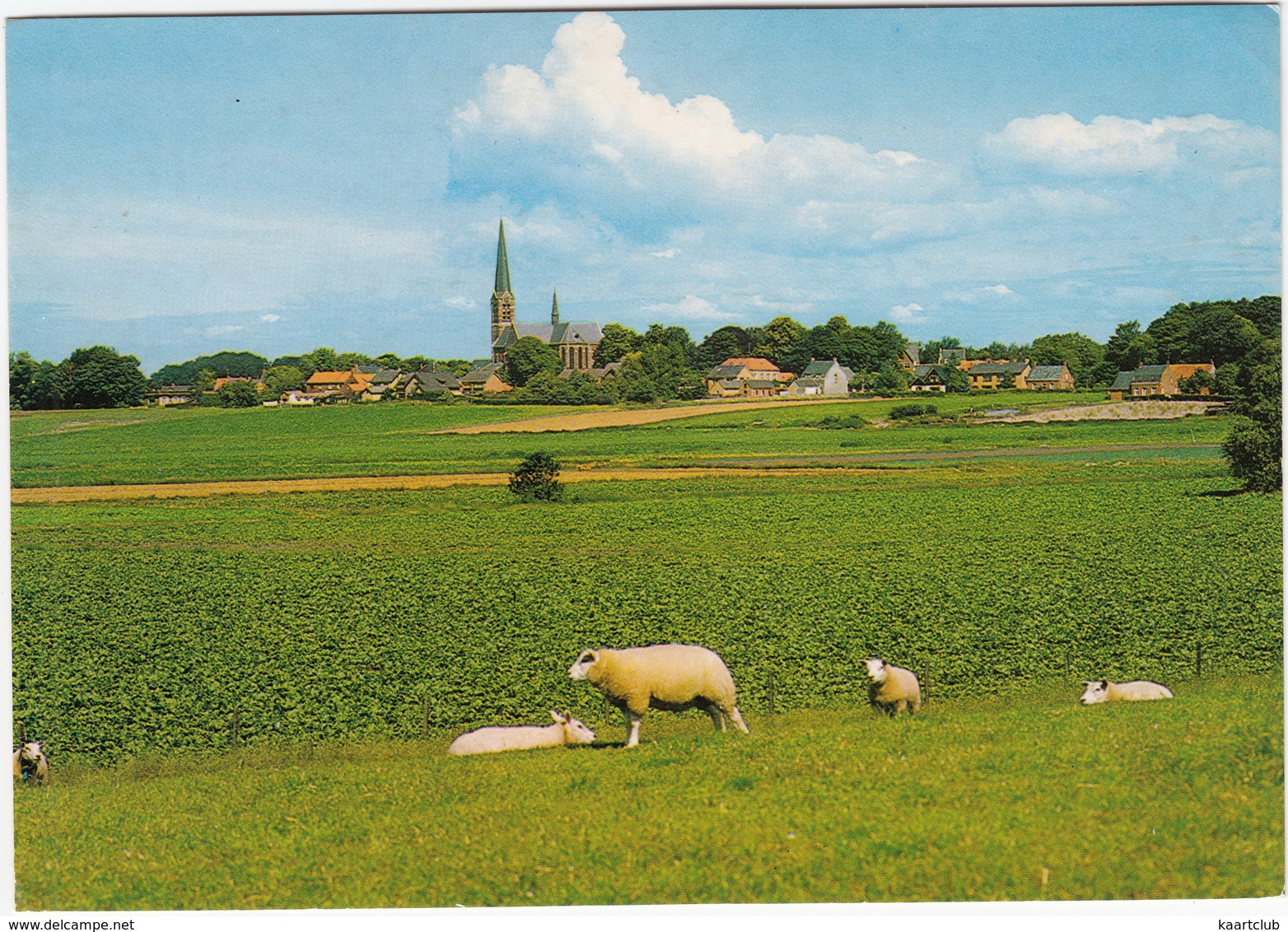 Ossendrecht - Panorama : Schapen, Kerk - Other & Unclassified