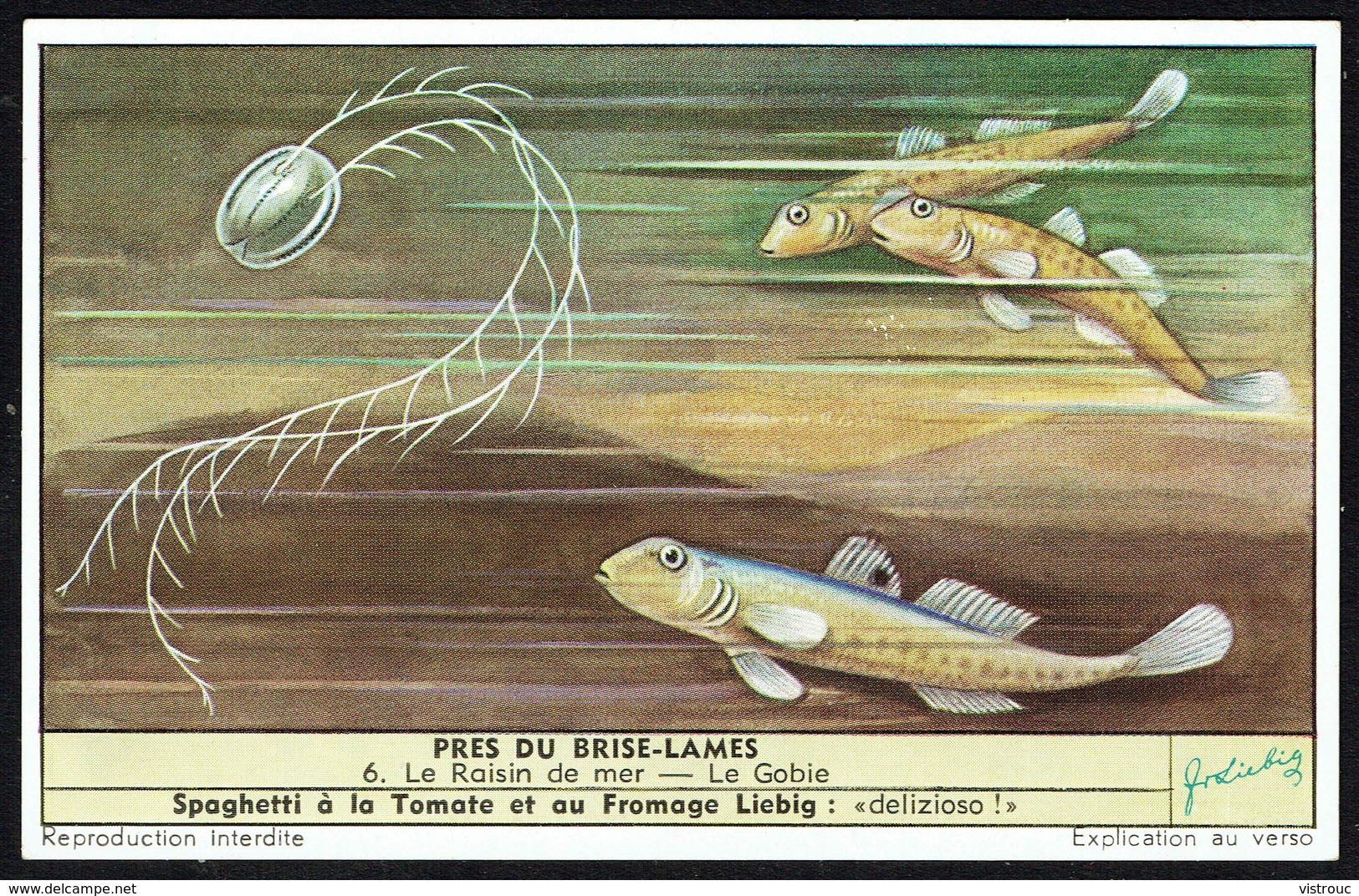 LIEBIG - FR -  1 Chromo N° 6 - Série/Reeks S 1592 - PRES DU BRISE-LAMES: Raisin De Mer Et Gobie. - Liebig