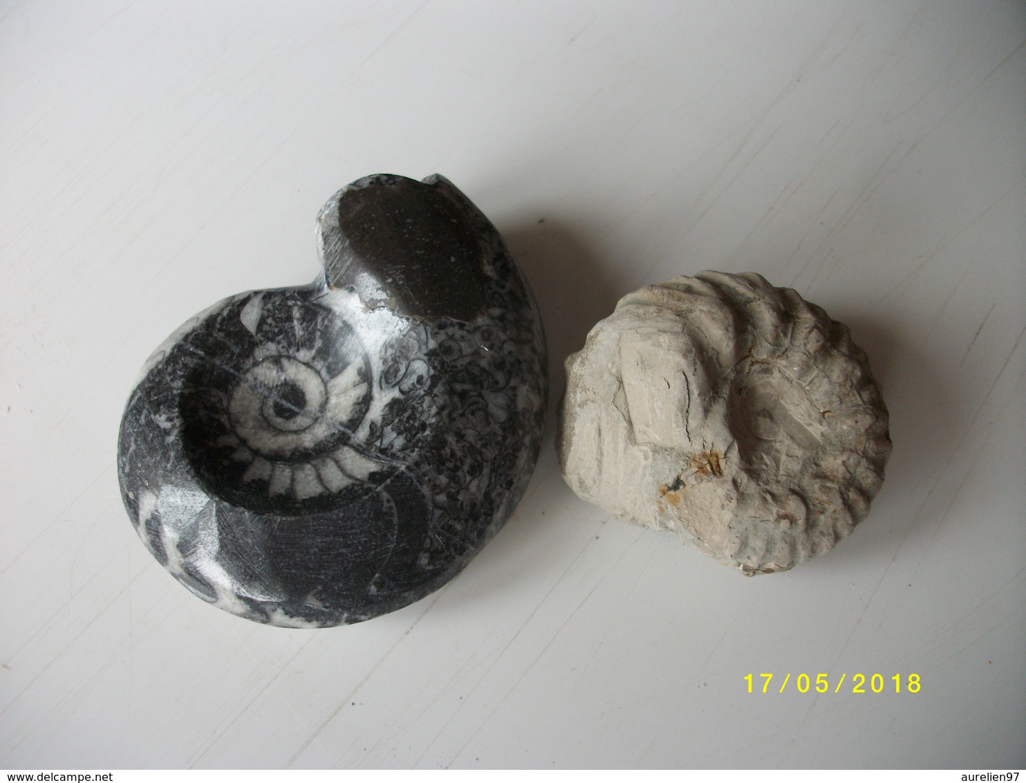 Lot De 2 Ammonites 100 Grs - Fossilien