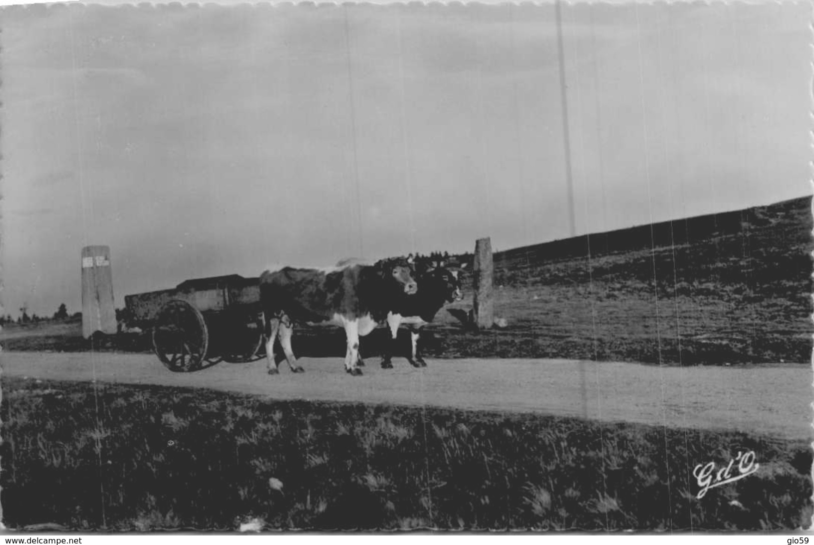 ATTELAGE  / LES MONTS DU FOREZ  / LE COL DU  BEAL    //  LOT 227 - Vaches