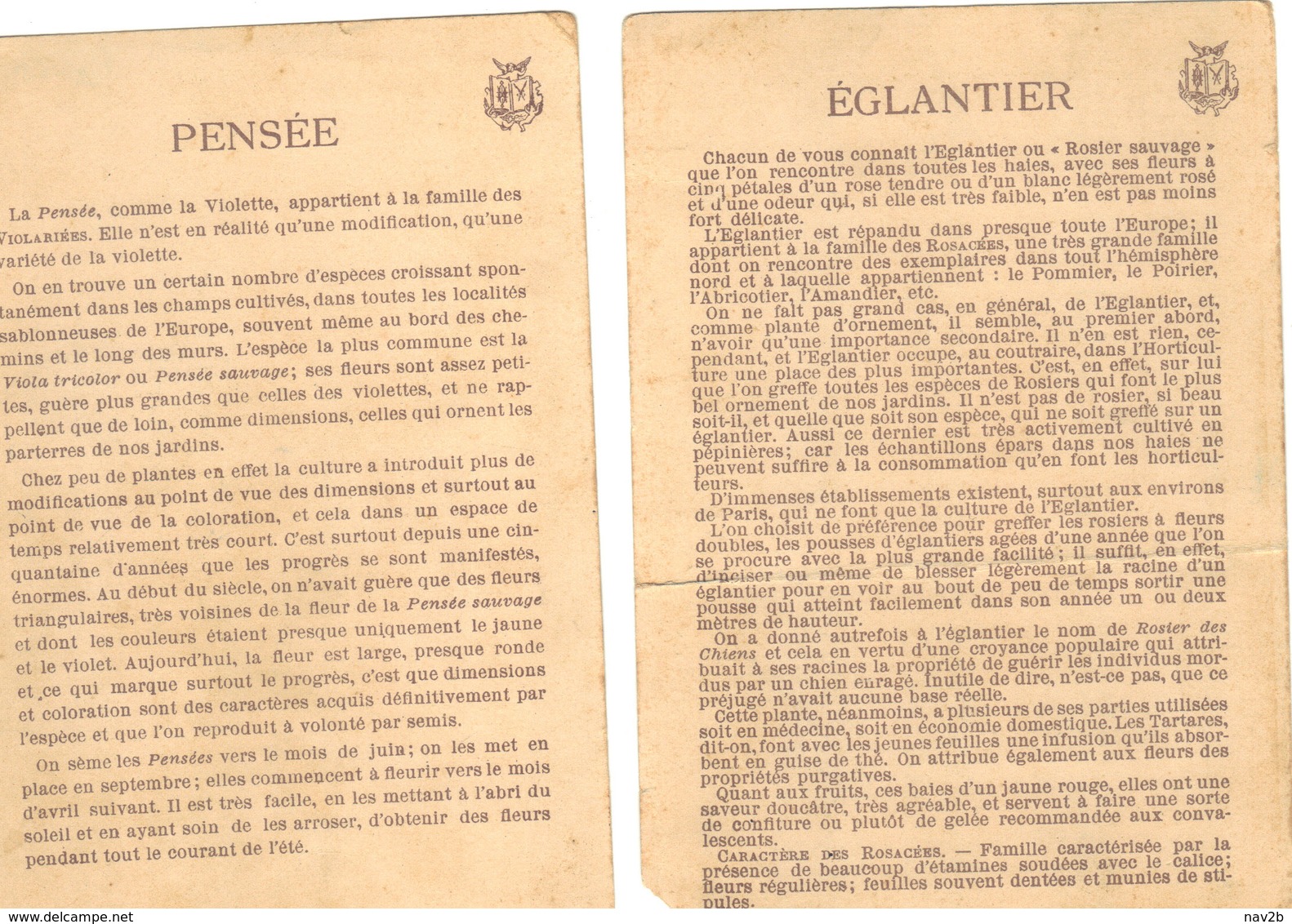 2 Cartes Anciennes Avec Descriptions De L'Eglantier Et Des Pensées . Usées. - Fleurs