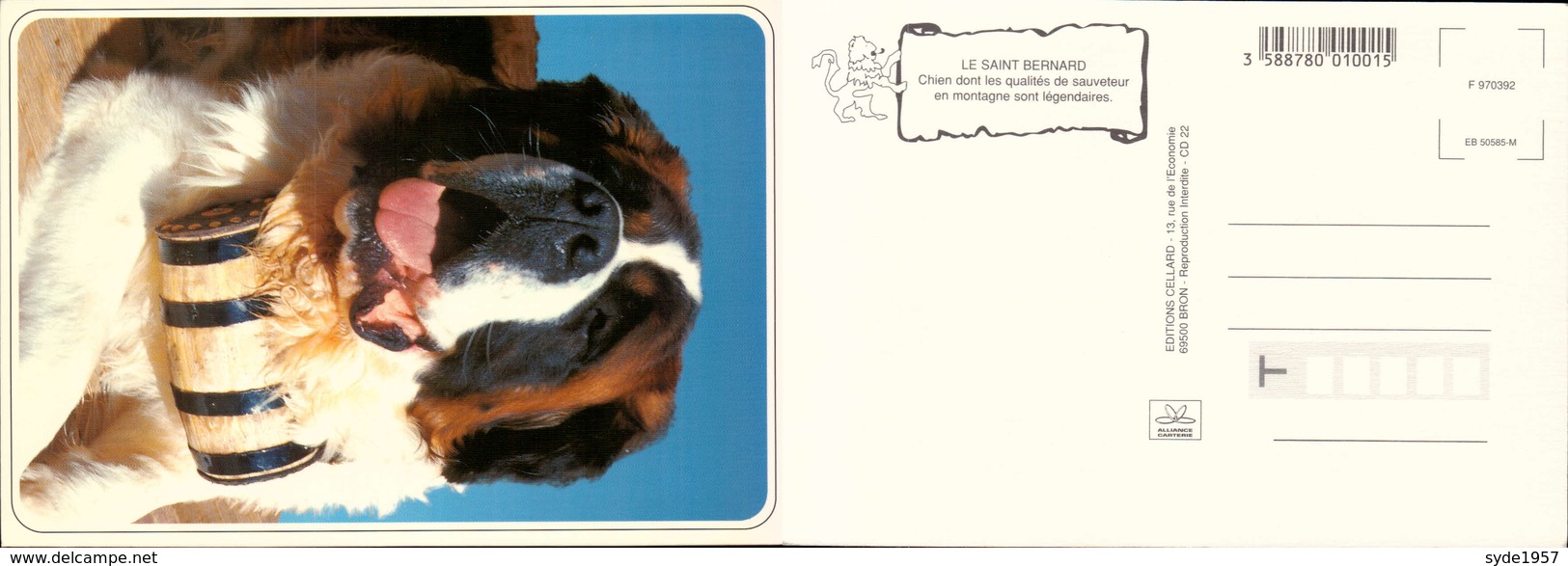 Saint Bernard - Perros