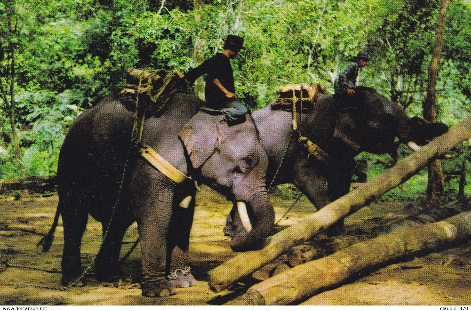 CARTOLINA - POSTCARD - THAILANDIA - ELEPHANTS WORKING IN FOREST CHIENGMA I NORTH THAILAND - Tailandia