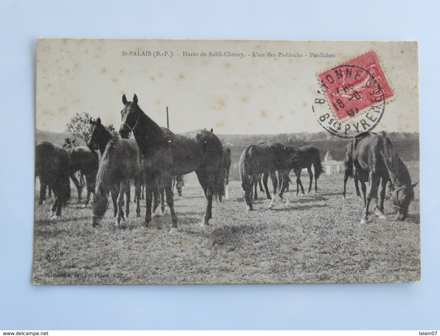 C.P.A. 64 SAINT-PALAIS : Haras De Saldi Choury, L'un Des Paddocks, Pouliches, Timbre En 1907 - Saint Palais