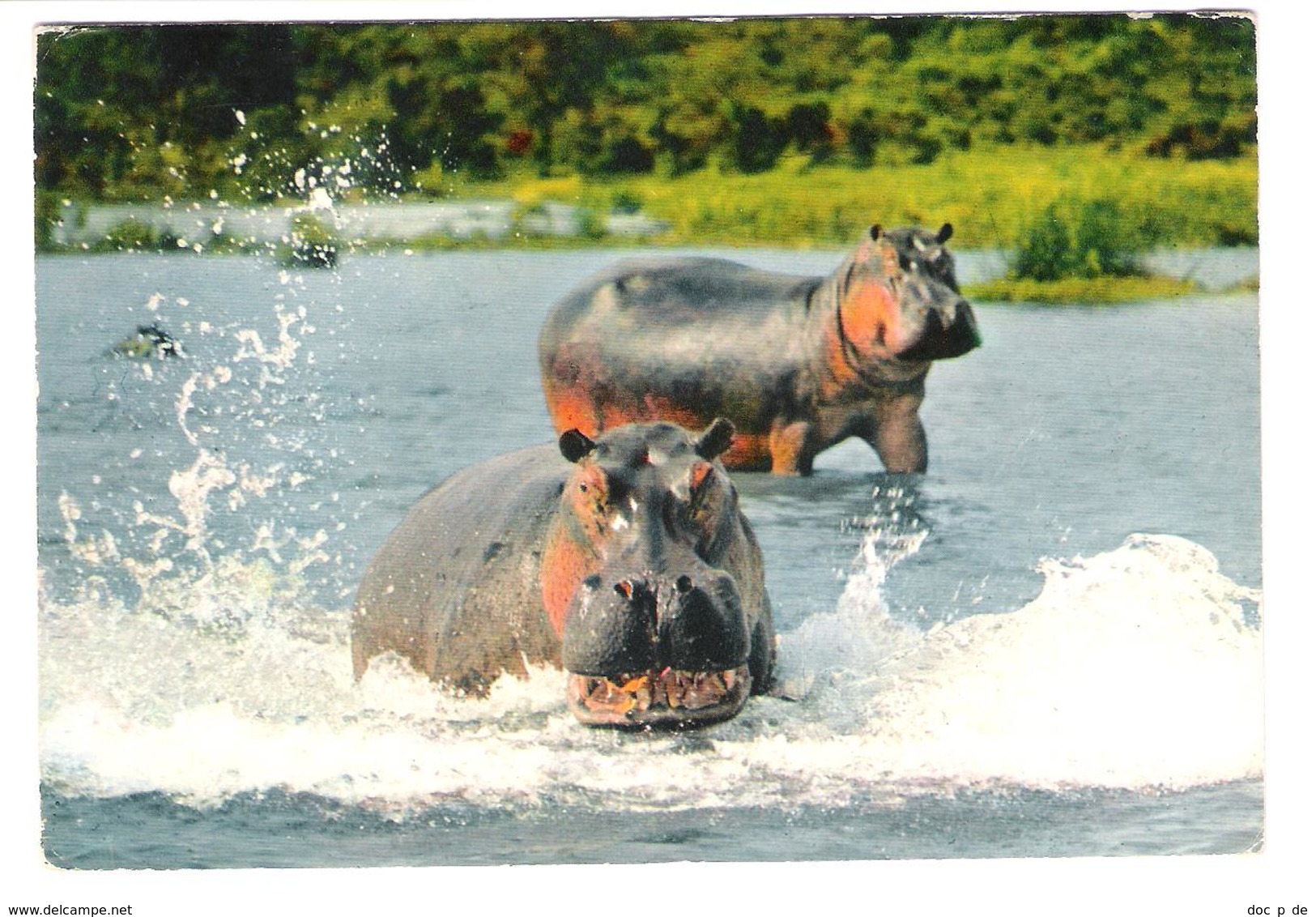 Africa - Mali - Hippo - Hippopotamus Amphibius - Nilpferd - Flusspferd - Nice Stamp - Mali