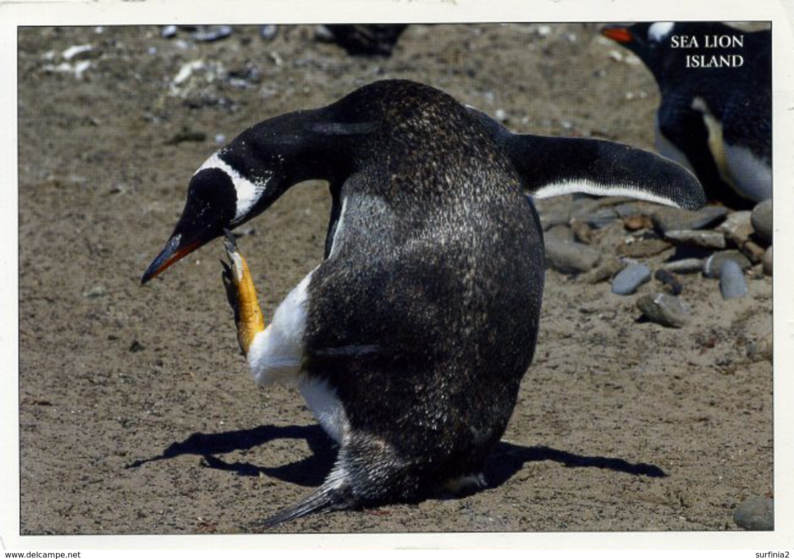 FALKLAND ISLANDS - SEA LION LODGE 2005  OS5 - Falkland Islands