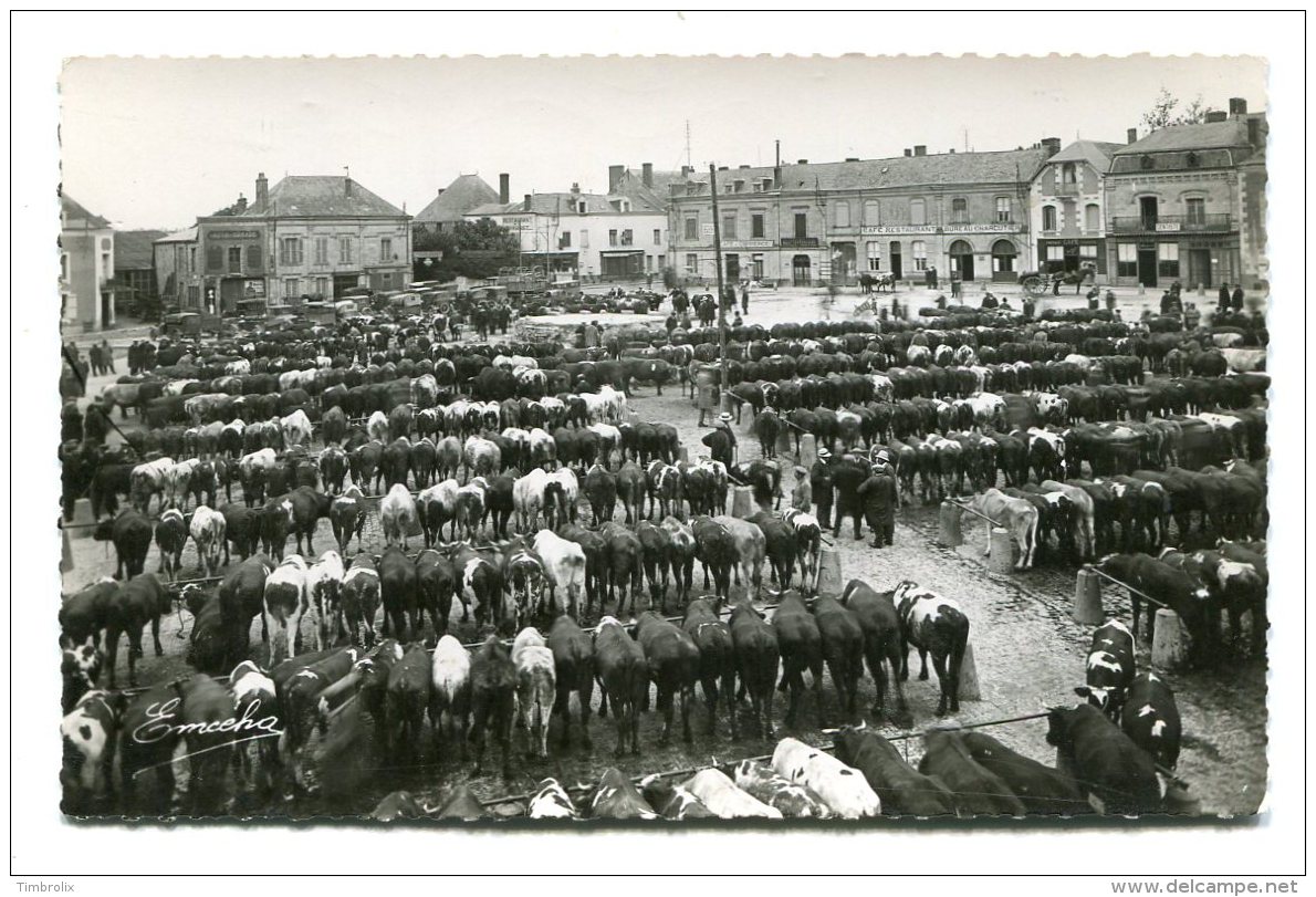 FRANCE (49) - CHEMILLE (Maine-et-Loire) - Le Champ De Foire - Le Marché Aux Bestiaux - Chemille