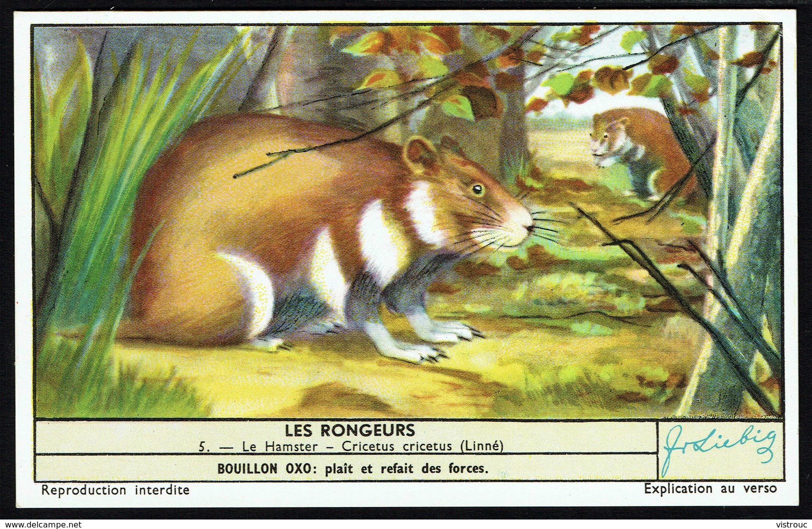 LIEBIG - FR -  1 Chromo N° 5 - S 1655 Série/Reeks - Les RONGEURS: Le Hamster. - Liebig