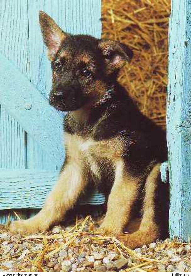 German Shepherd - Alt Deutscher Schäferhund - Alsatian - Berger Allemand - Dog - Chien - Cane - Hund - Hond - Perro - Honden