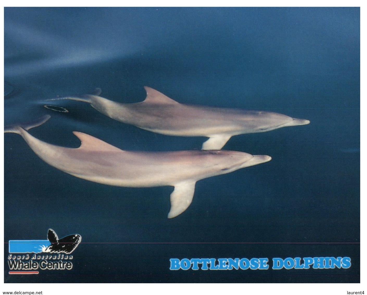 (555) Australia - Dolphins - Outback