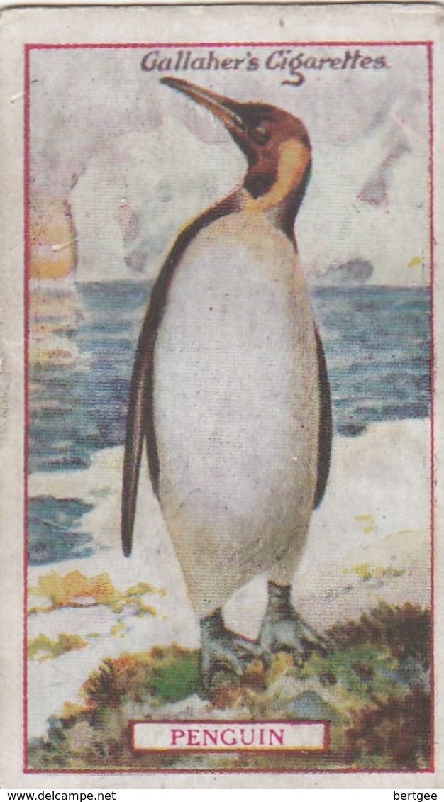 GALLAHER - ANIMALS & BIRDS OF COMMERCIAL VALUE (1921) - PENGUIN  1/100 - Gallaher