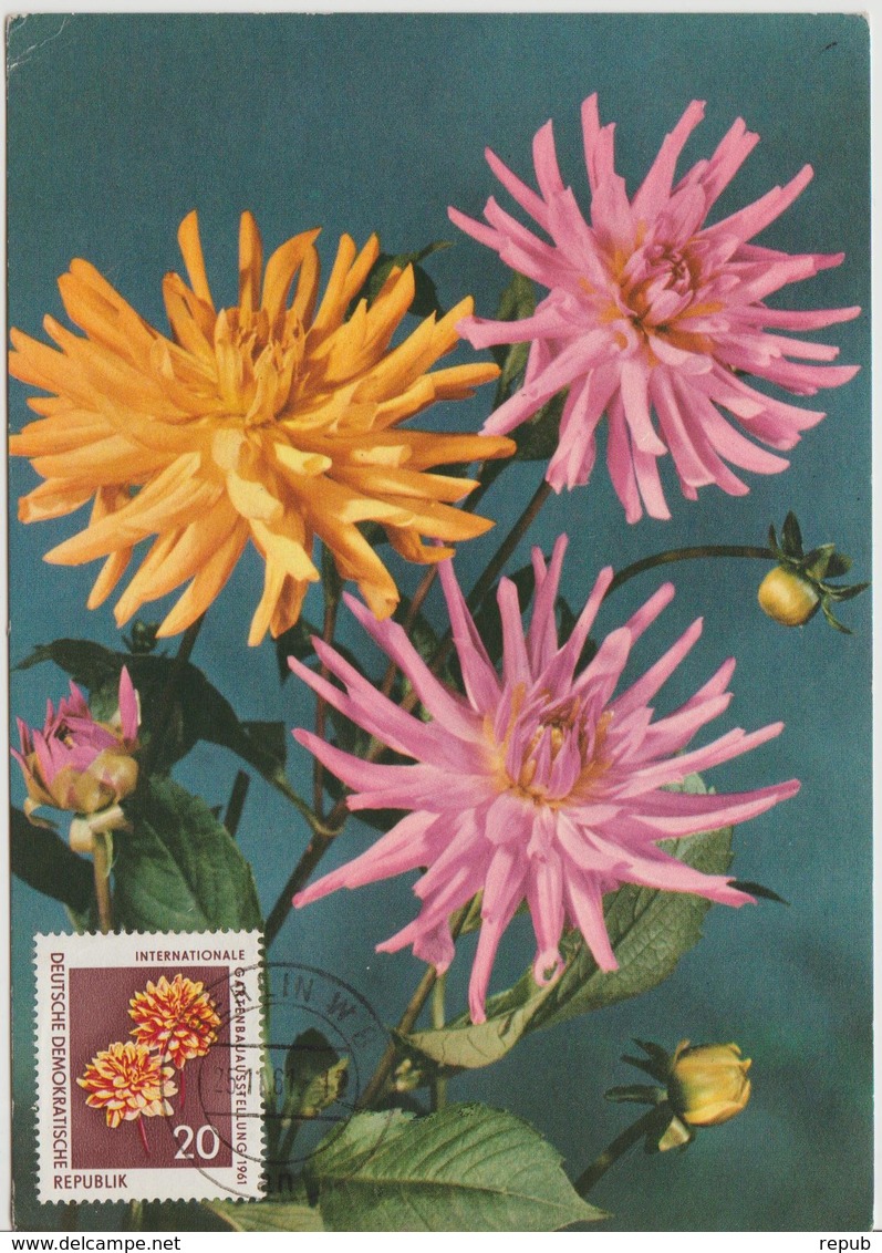 Carte Maximum Fleurs 1961 Dahlias 557 - Maximumkarten (MC)