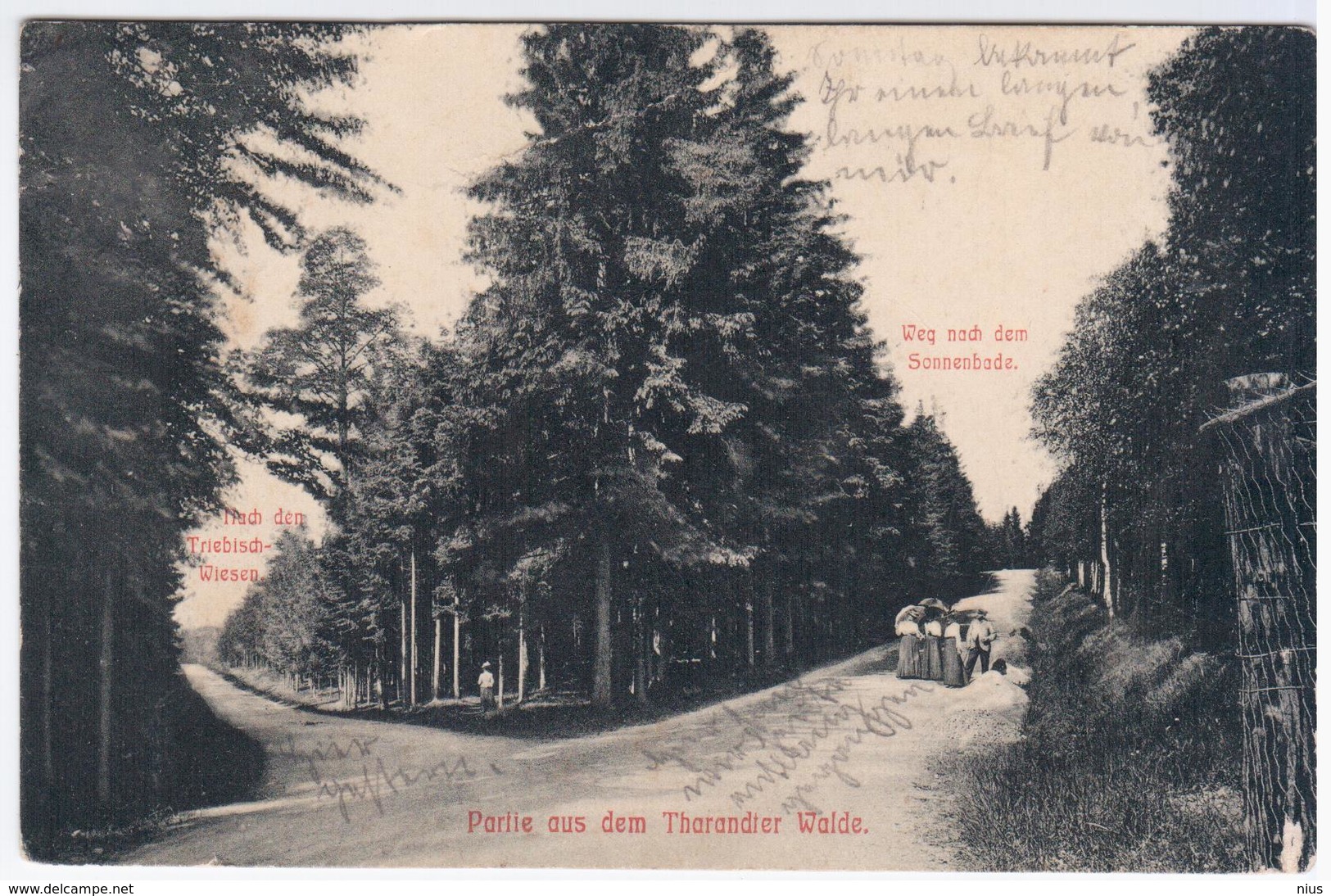 Germany Deutschland 1911 Partie Aus Dem Tharandter Walde, Wald, Tharandt, Kurort Hartha, Triebisch-Wiesen, Sonnenbade - Tharandt