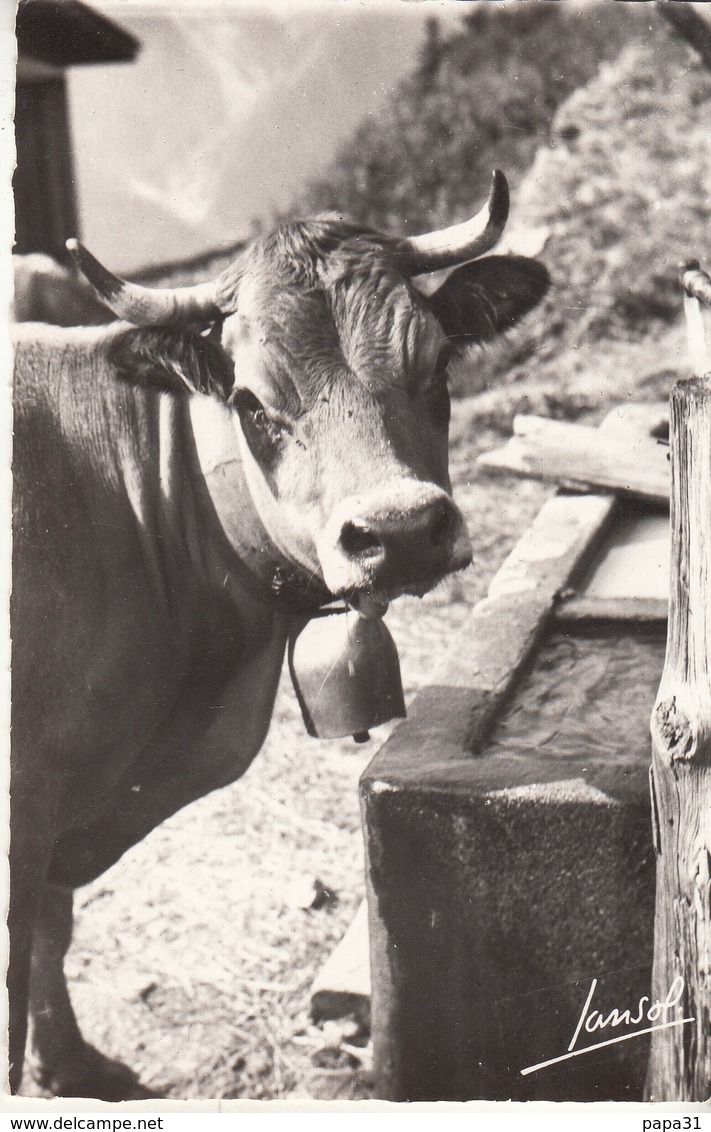 Vache Au Bachal - Vaches