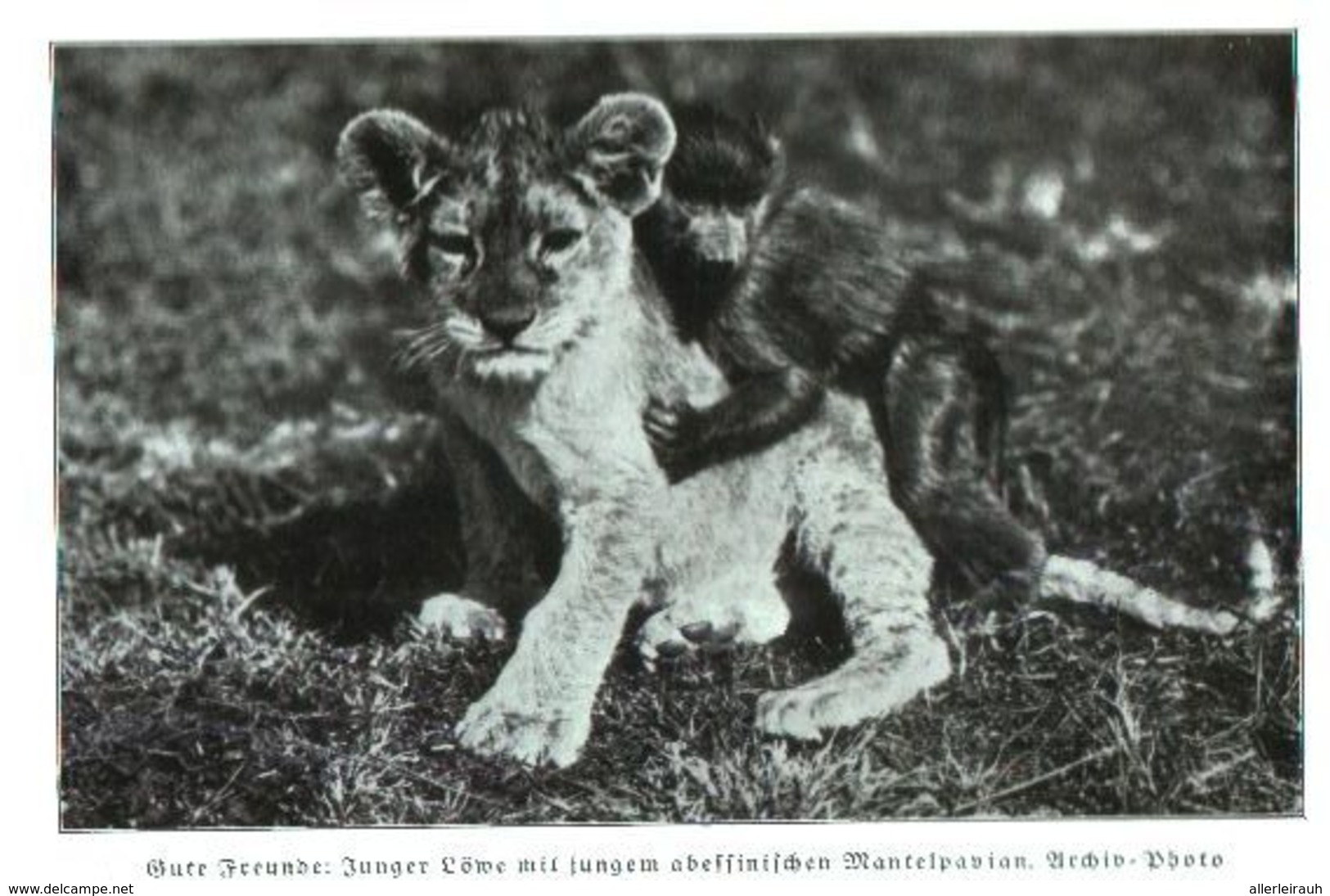 Gute Freunde: Junger Löwe Mit Jungem Abessinischem Mantelpavian) / Druck, Entnommen Aus Zeitschrift /1936 - Colis