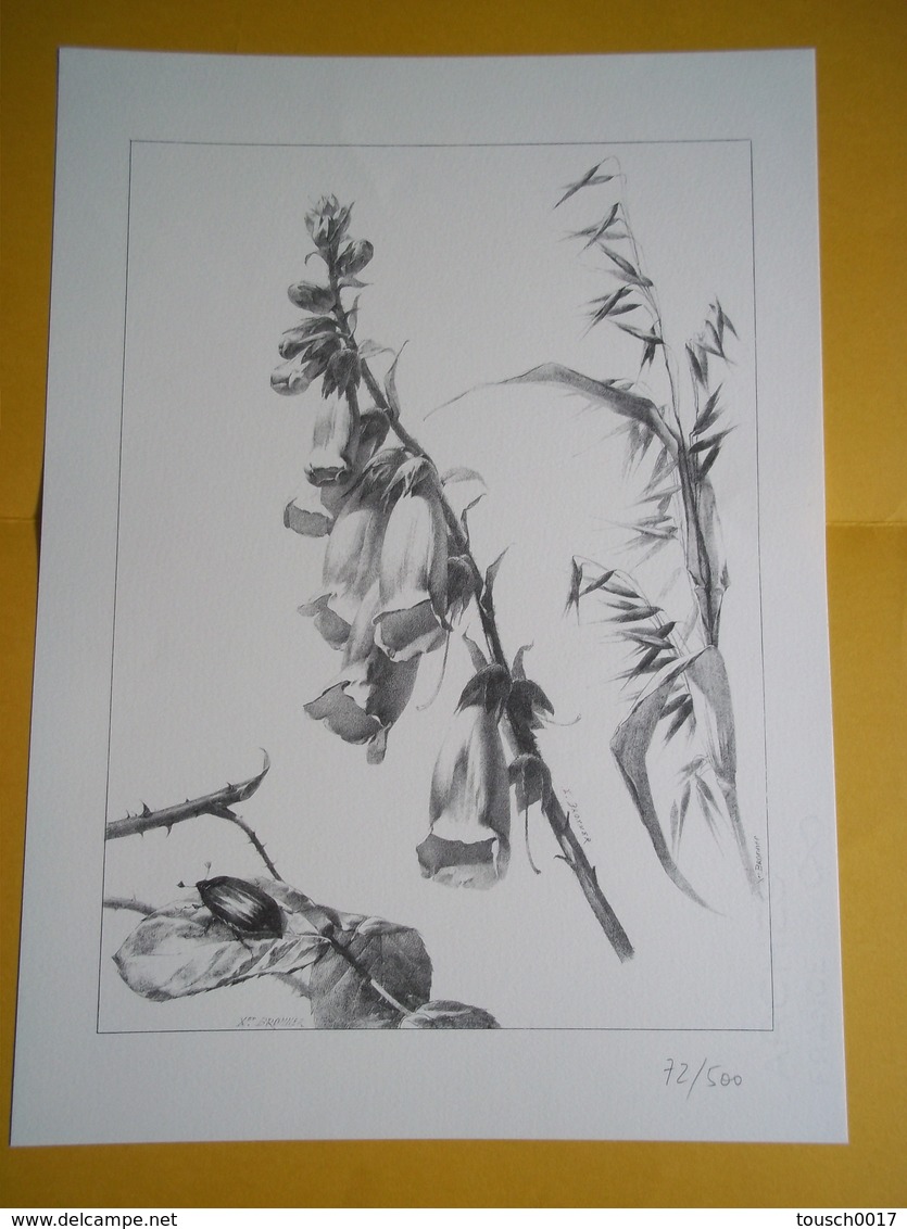 Lithographie De Gebert Et Veigel 1894  Retirage  X. Bronner Fleurs Et Fruits Haguenau Expo Sarreguemines 1982 - Other & Unclassified