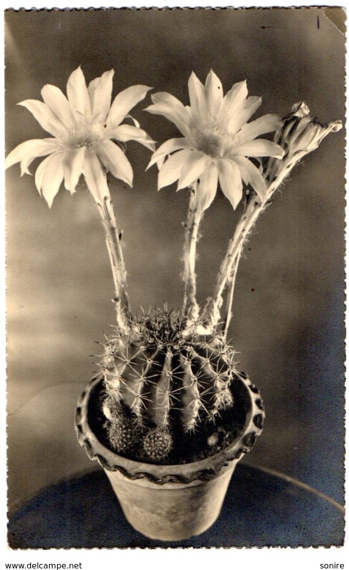 CACTUS FIORITO - FOTO GIULIO MARINO - BOLLO REPUBBLICA SOCIALE ITALIANA - VG 1944 FP - C044 - Cactus