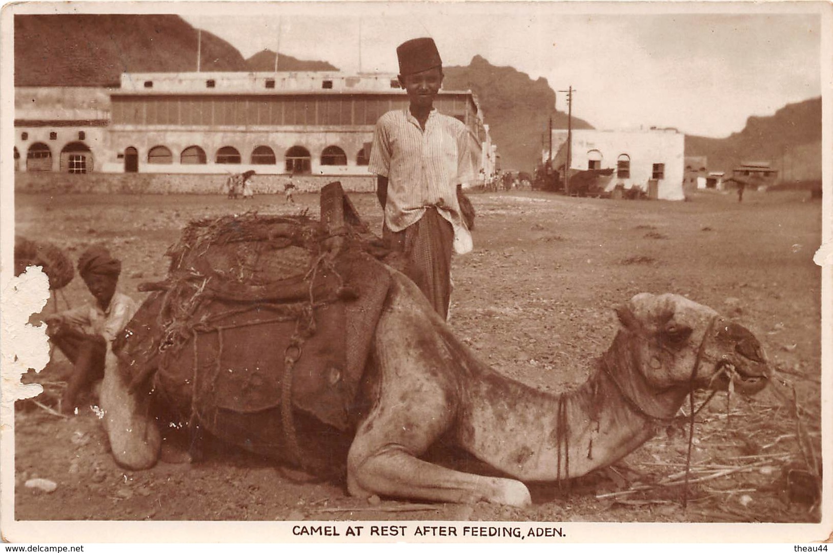 ¤¤  -  YEMEN   -  ADEN  -  Camel At Rest After Feeding   -  Chameau   -  ¤¤ - Yémen