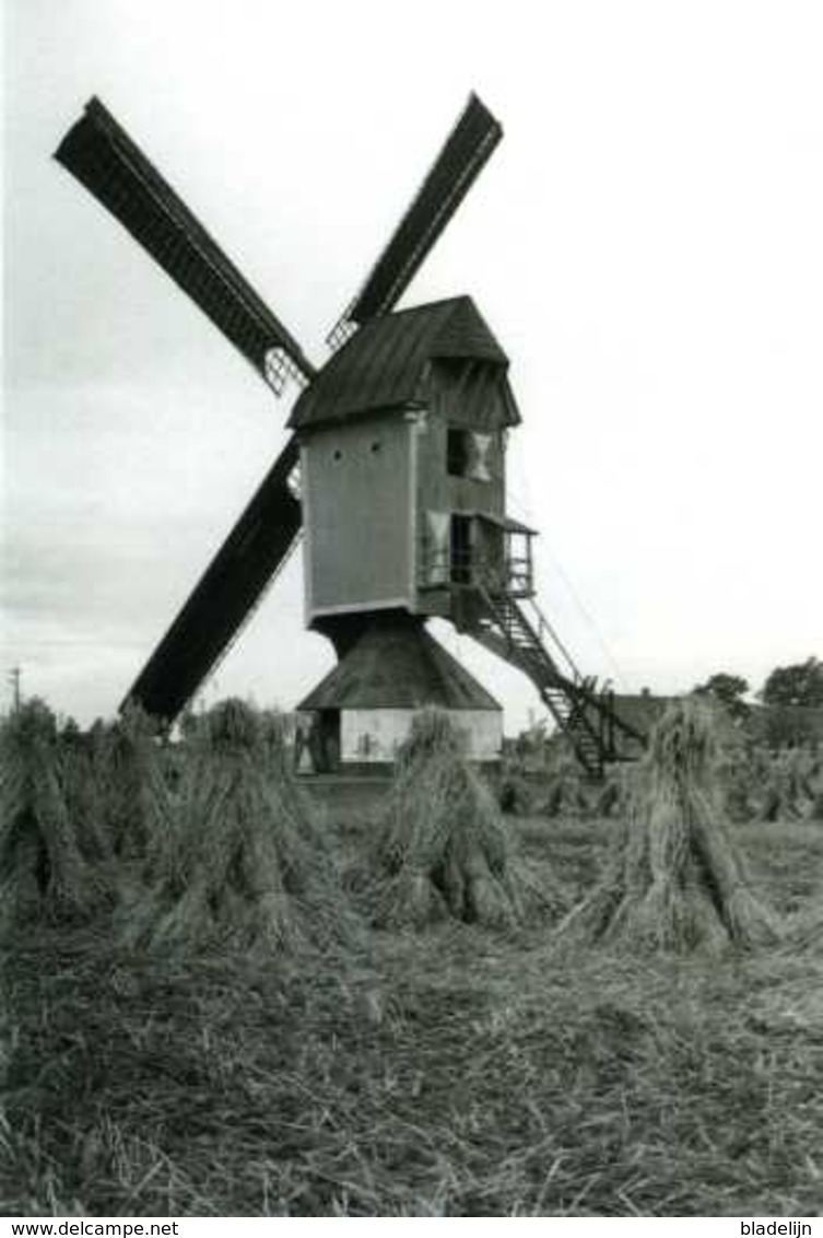 RETIE (Antwerpen) - Molen/moulin - Zeldzame Oude Opname Van De Verdwenen Obroekmolen Ca. 1930. TOP! - Retie