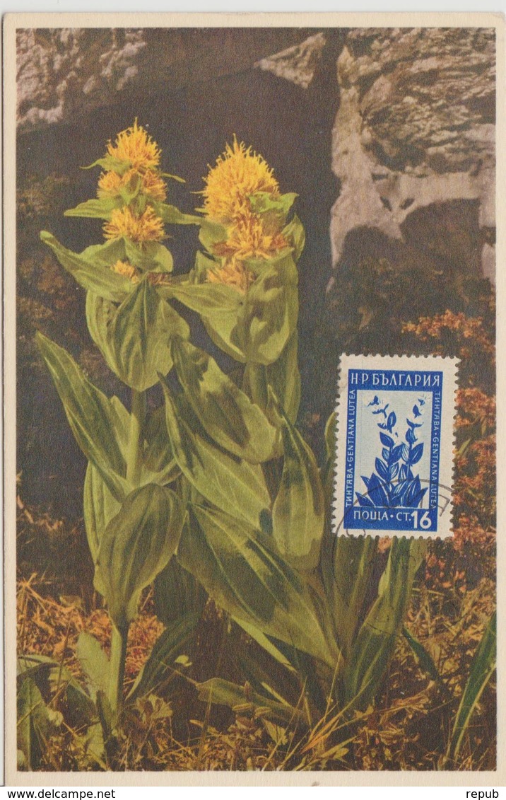 Bulgarie Carte Maximum Fleurs 1953 Gentiane 776 - Lettres & Documents