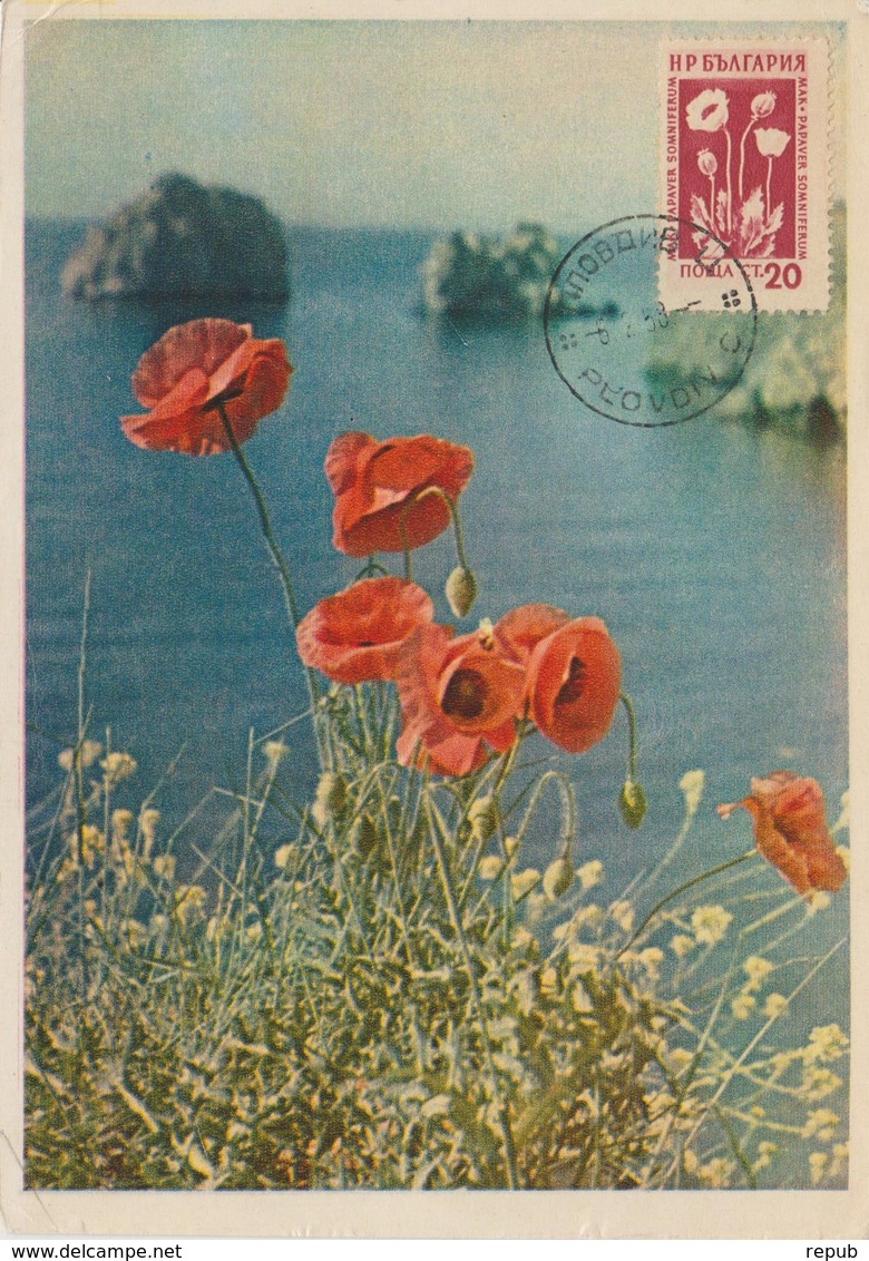 Bulgarie Carte Maximum Fleurs 1953 Coquelicots 777 - Lettres & Documents