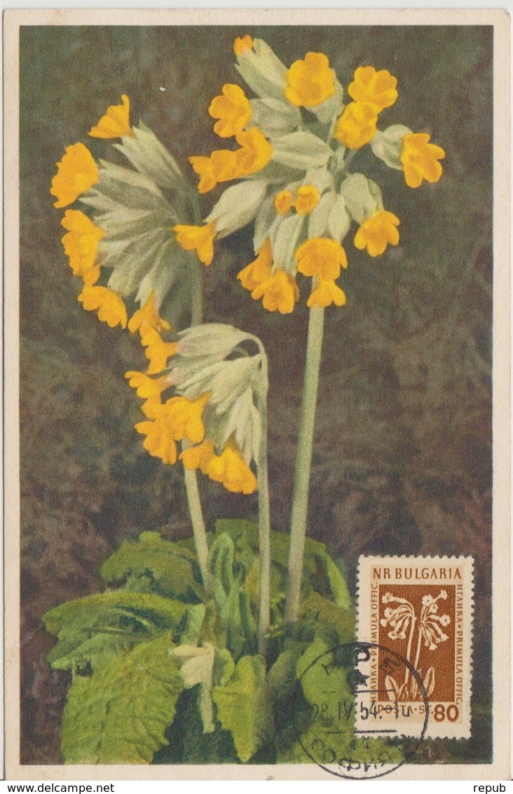 Bulgarie Carte Maximum Fleurs 1953 Primevères 781 - Briefe U. Dokumente