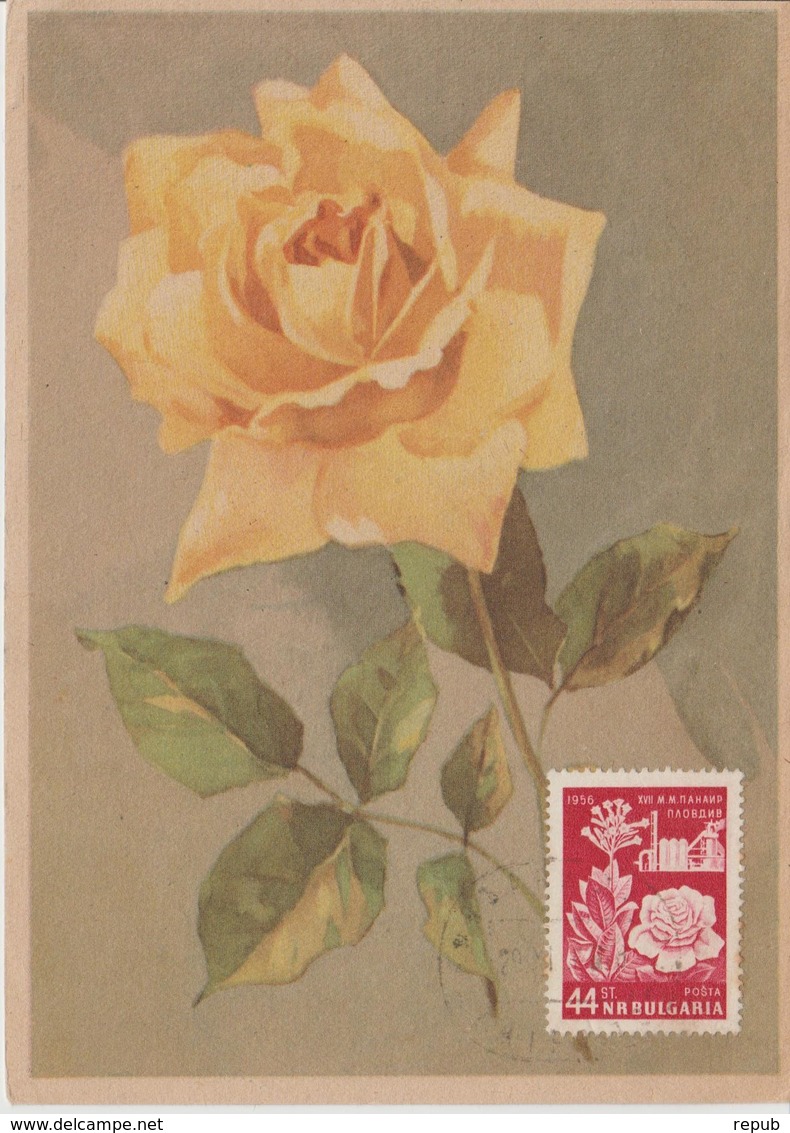 Bulgarie Carte Maximum Fleurs 1956 Roses 865 - Briefe U. Dokumente