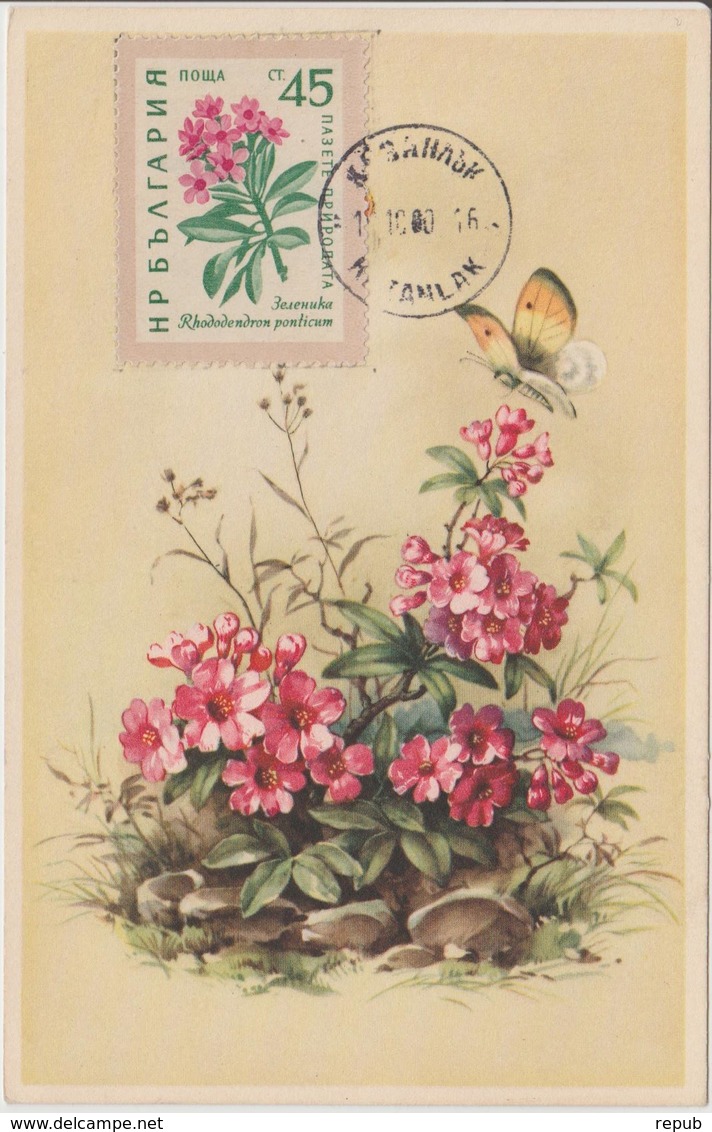 Bulgarie Carte Maximum Fleurs 1960 Rhododendrons 1021 - Cartas & Documentos