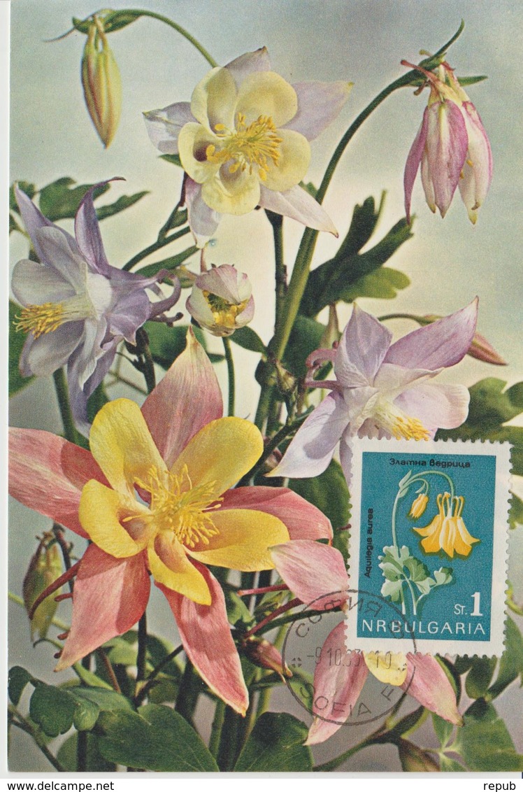Bulgarie Carte Maximum Fleurs 1963 Ancolie 1208 - Storia Postale