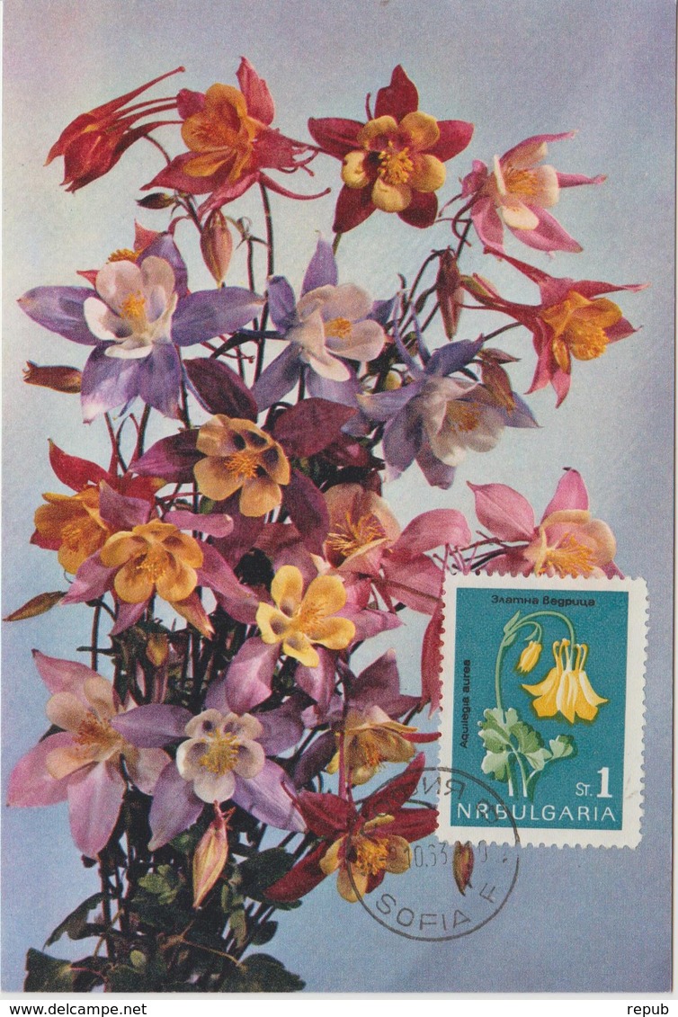 Bulgarie Carte Maximum Fleurs 1963 Ancolie 1208 - Storia Postale