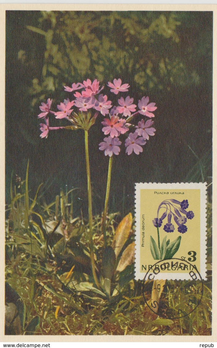 Bulgarie Carte Maximum Fleurs 1963 Primevères 1210 - Brieven En Documenten