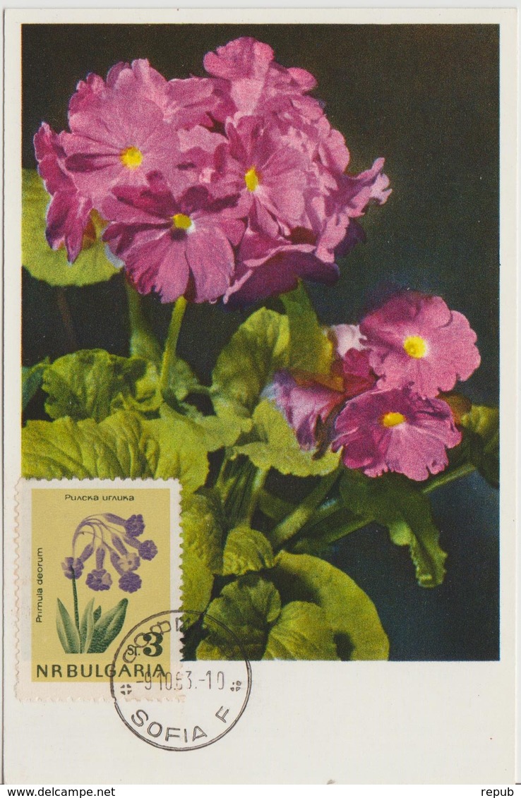 Bulgarie Carte Maximum Fleurs 1963 Primevères 1210 - Cartas & Documentos