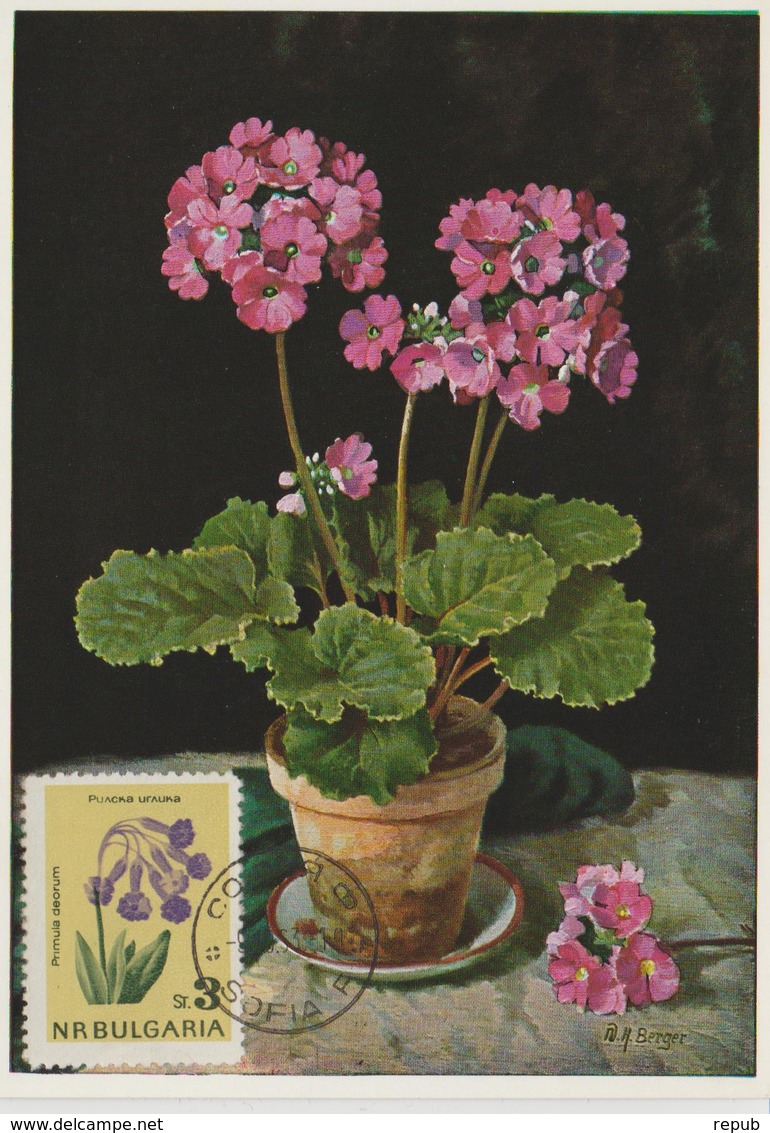 Bulgarie Carte Maximum Fleurs 1963 Primevères 1210 - Lettres & Documents