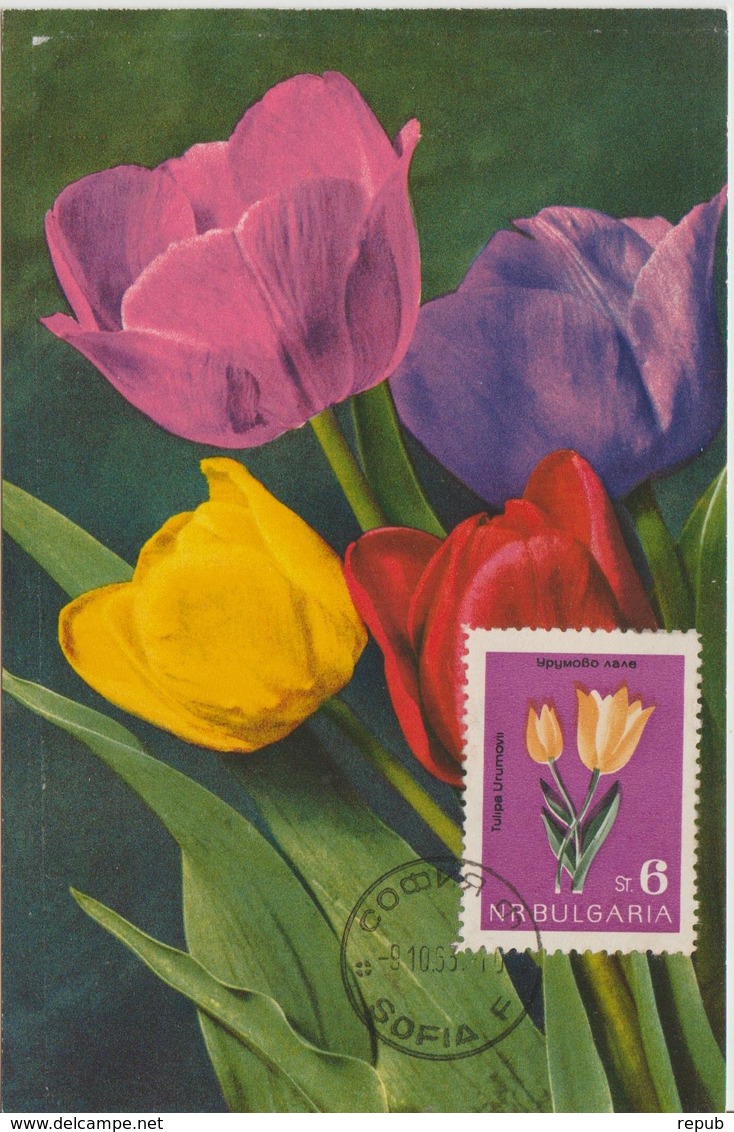 Bulgarie Carte Maximum Fleurs 1963 Tulipes 1212 - Lettres & Documents