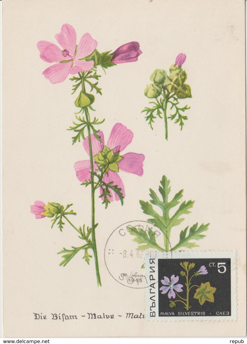 Bulgarie Carte Maximum Fleurs 1968 Mauve 1651 - Briefe U. Dokumente