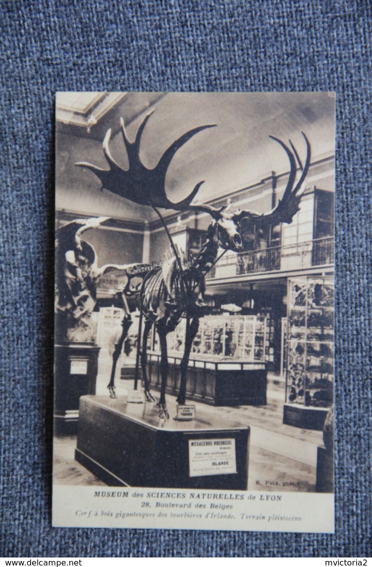 LYON - Museum Des Sciences Naturelles : Cerf à Bois Gigantesques Des Tourbières D'IRLANDE - Altri & Non Classificati