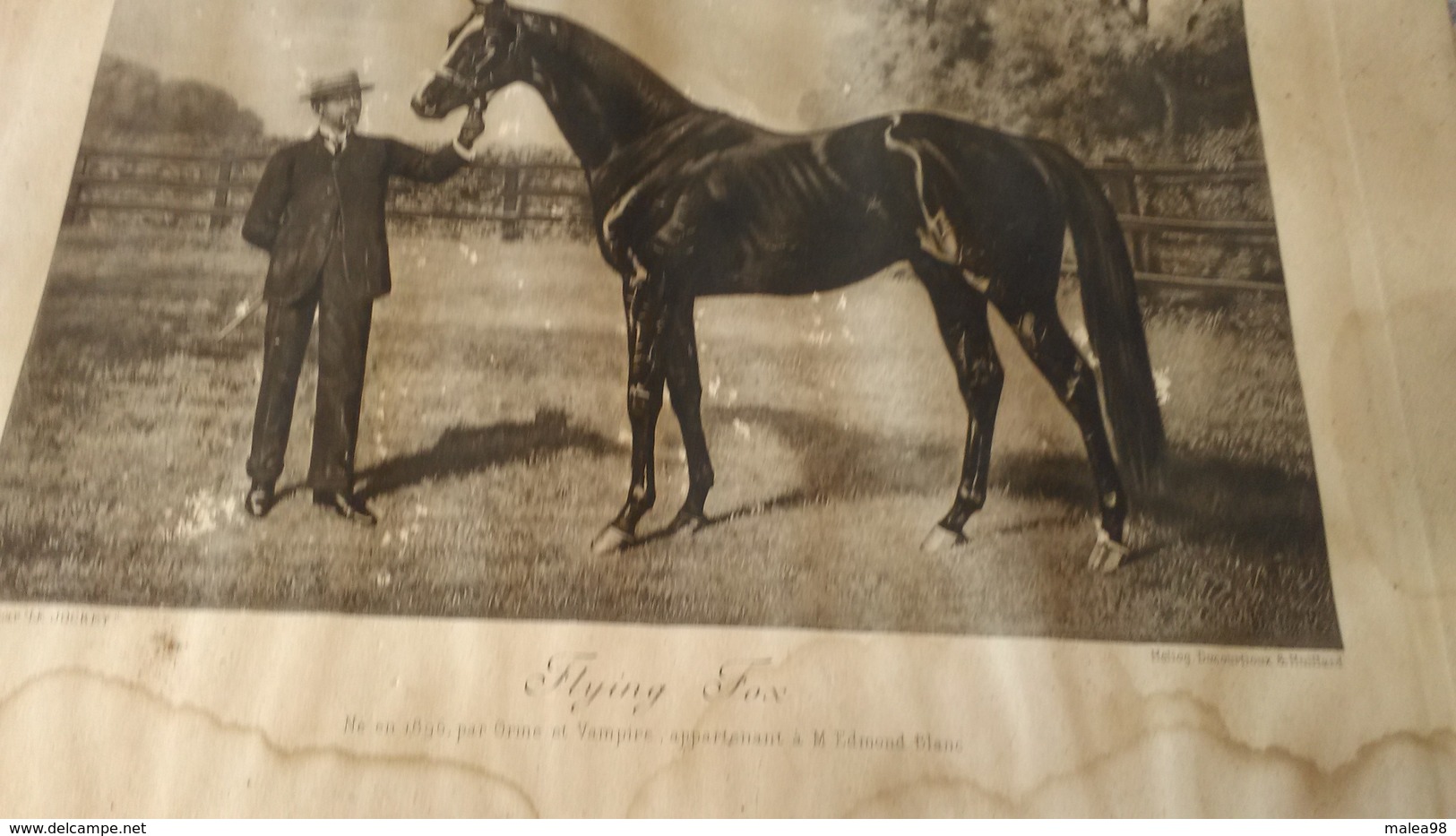 PHOTO  DE "   FLYING  FOX "  NE EN 1896  PAR  " ORME Et   VAMPIRE  "    APPARTENANT  A   M   EDMOND  BLANC - Equitation