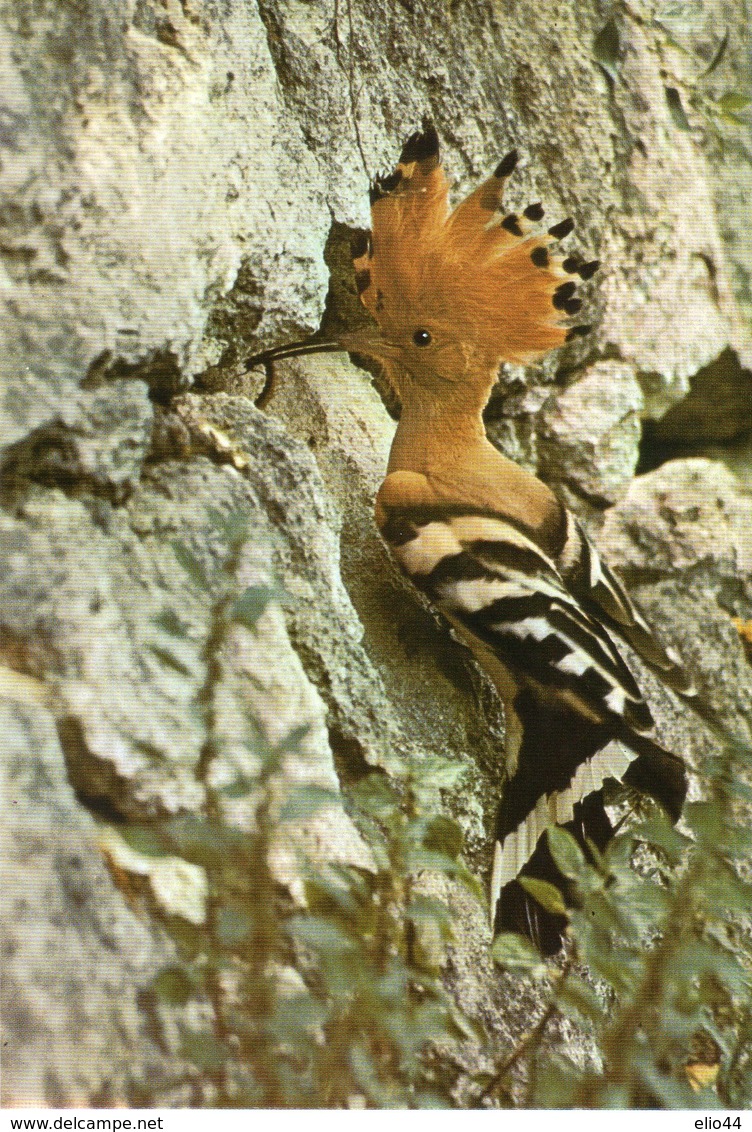 Parco Nazionale Gran Paradiso - Upupa - - Autres & Non Classés