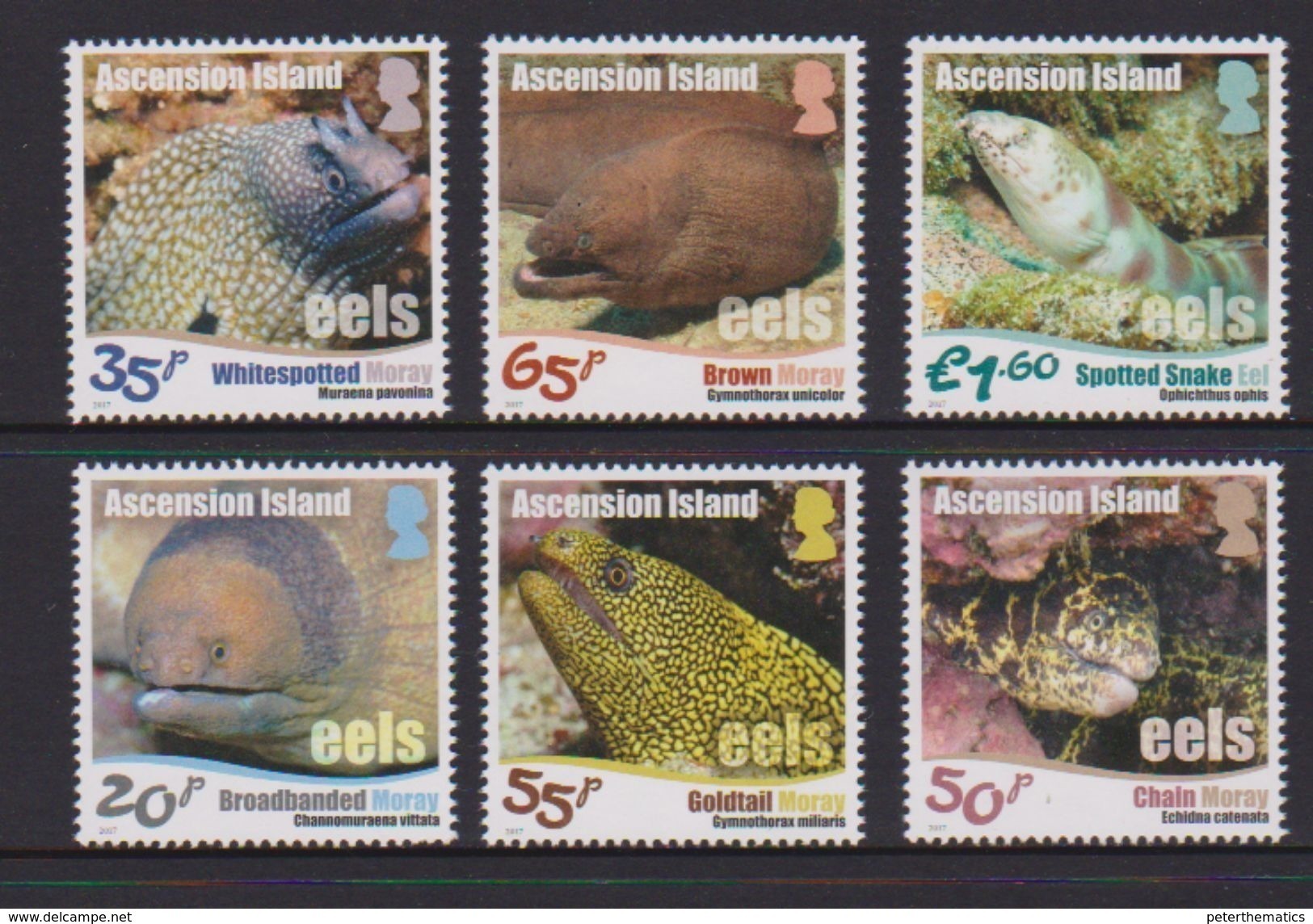 ASCENSION, 2017, MNH, MARINE LIFE, EELS, 6v - Marine Life