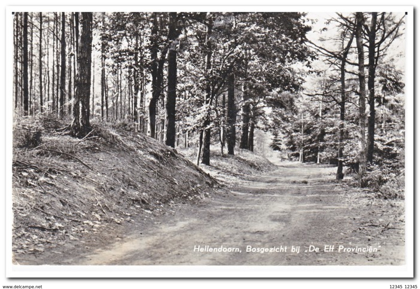 Hellendoorn, Bosgezicht Bij "De Elf Provinciën" - Hellendoorn