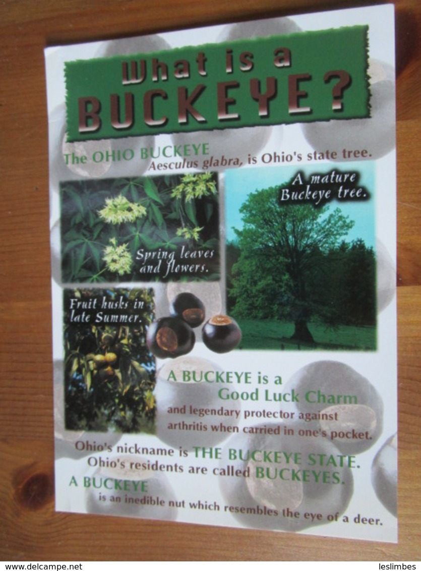 Ohio Buckeye, Aesculus Glabra, Is Ohio's State Tree. Victory Postcards 636815100033 Terrell 02B0224 - Autres & Non Classés