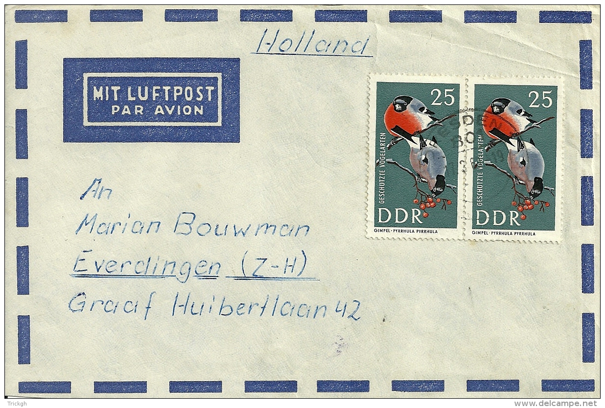 DDR 1969 Dresden &gt;&gt; Everdingen NL / Bouvreuil Goudvink Bullfinch Gimpel / Devant - Passereaux