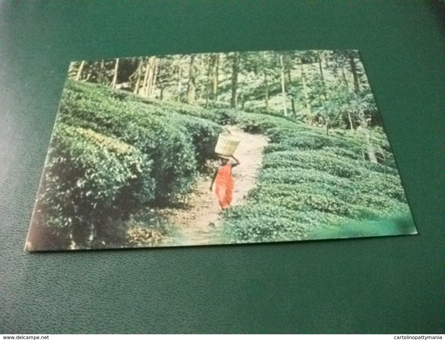 PRODUZIONE DEL THE E TRASPORTO DONNA CON CESTA SUL CAPO  TEA PLUCKER CARRYING HER PICK TO THE FACTORY SRI LANKA  CEYLON - Sri Lanka (Ceylon)