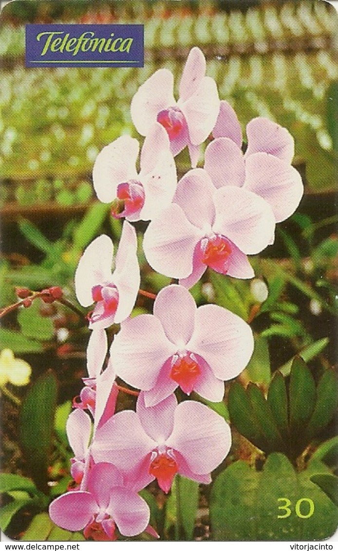 Telefónica - Orquídea (Phalaenophsis) - Brésil