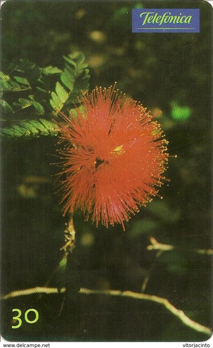 Telefónica - Calliandra Dysantha - Brazil