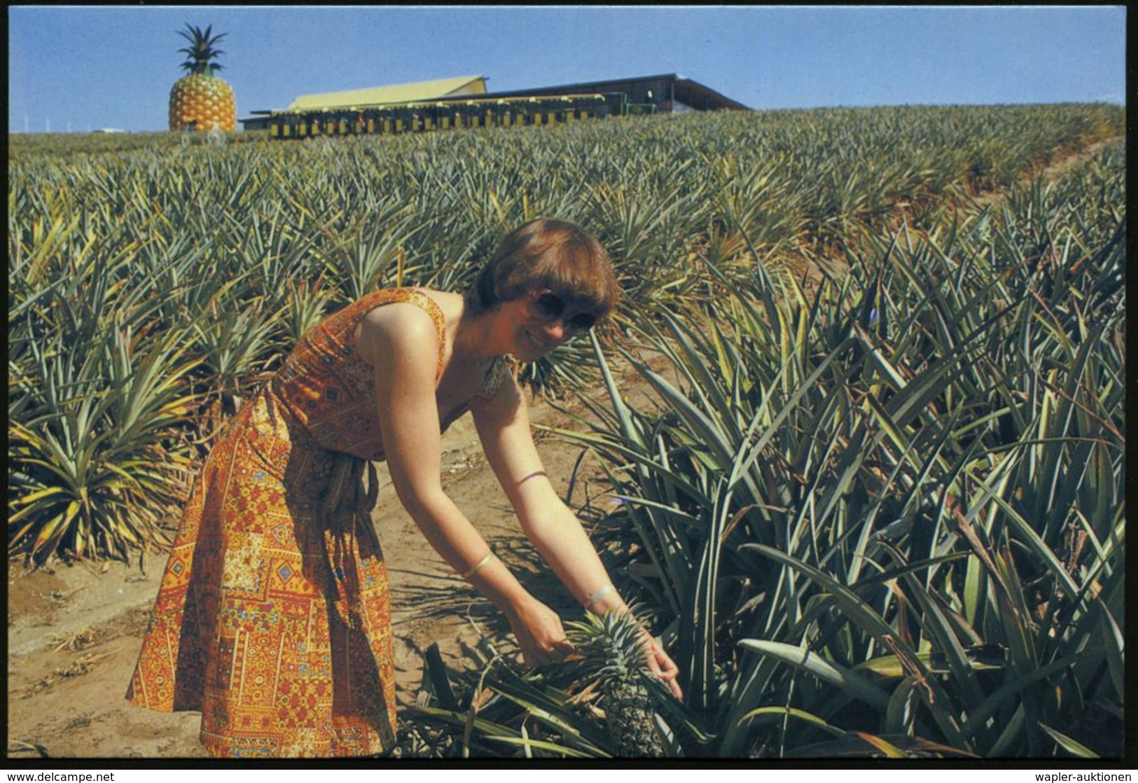 1979 AUSTRALIEN, 20 C. Bild-Ganzsache: Ananas-Plantage Queensland + Zusatz-Frankatur, Übersee-Flugpostkarte - Agrarprodu - Other & Unclassified