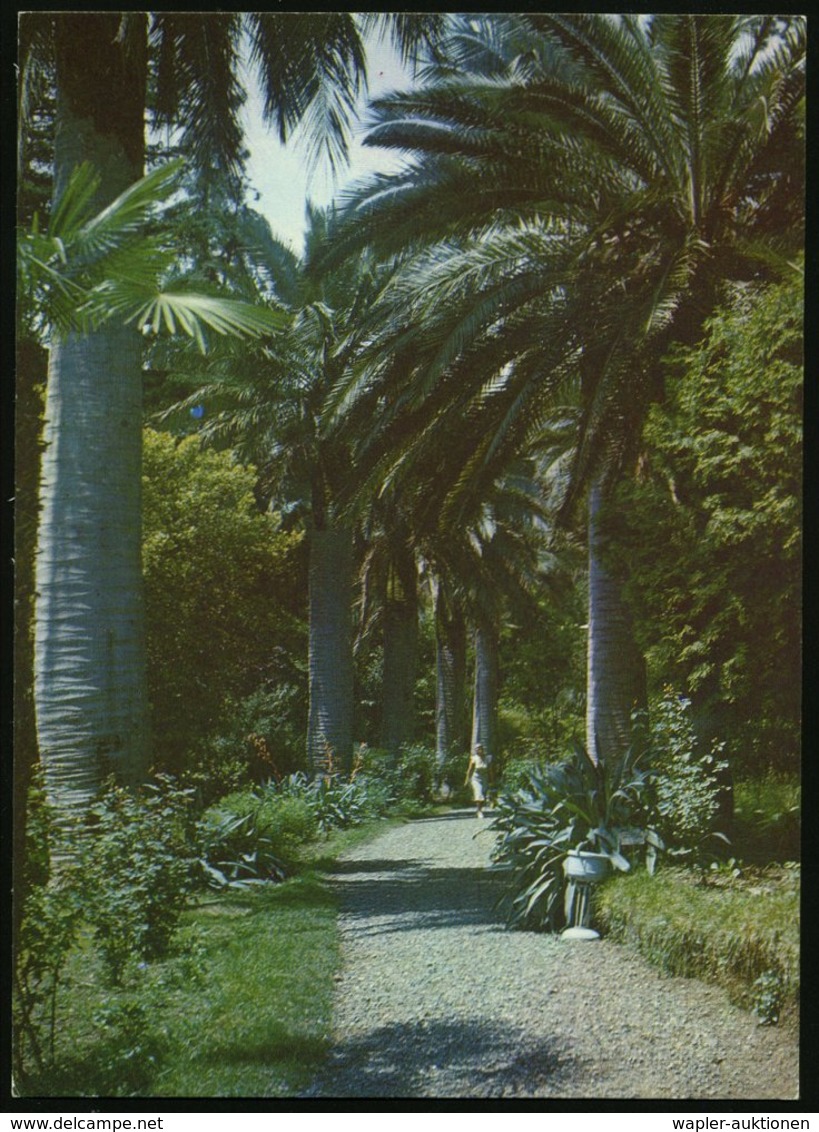 1981 UdSSR, 4 Kop. Luftpost-Bild-Ganzsache, Violettbraun: Grusinische SSR, Suchumi, Palmen-Garten, Ungebr. - Wald & Baum - Other & Unclassified